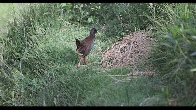 Plumbeous Rail - ML545918201