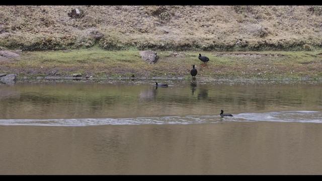 Riesenblässhuhn - ML545918511