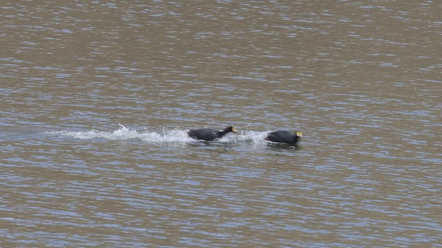 Giant Coot - ML545918731