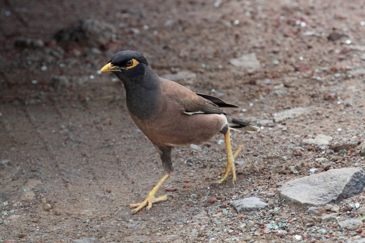 Common Myna - ML545918991