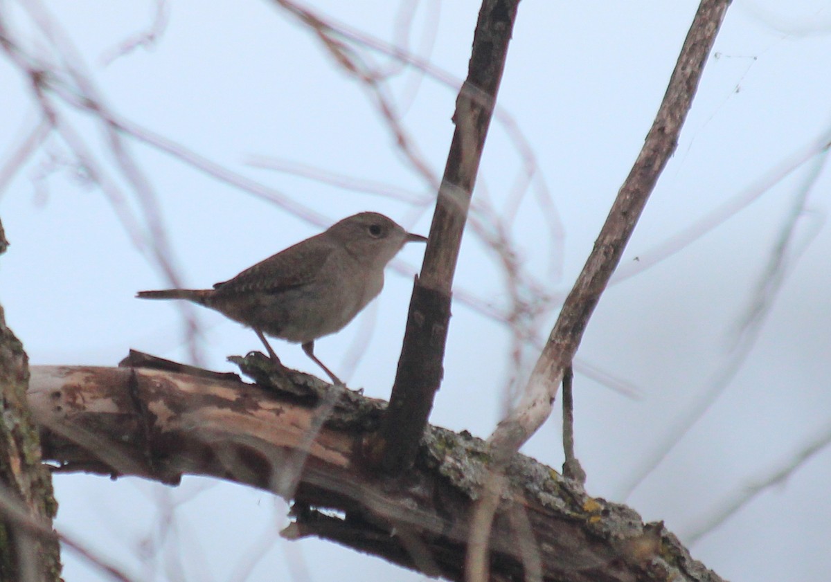 Northern House Wren - Ashley Olah