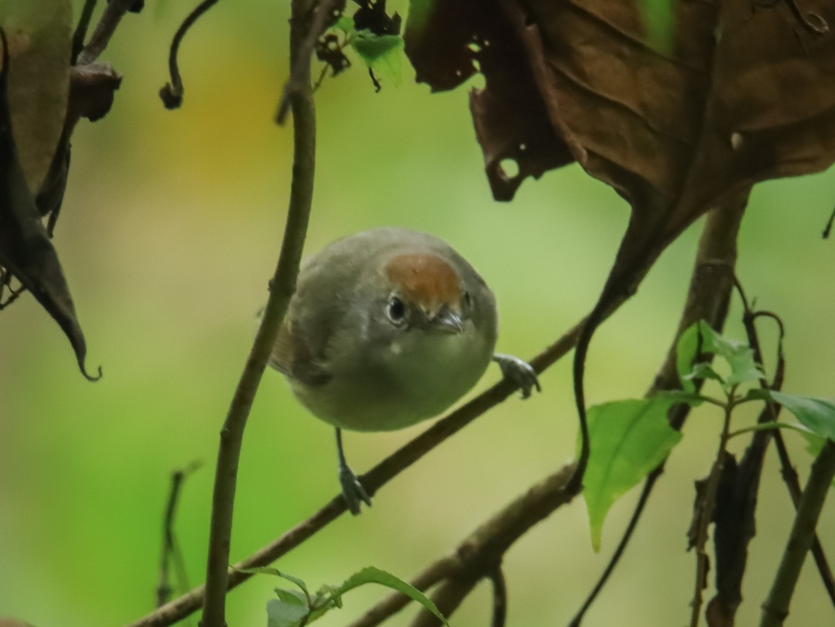 Plain Antvireo - ML545920011