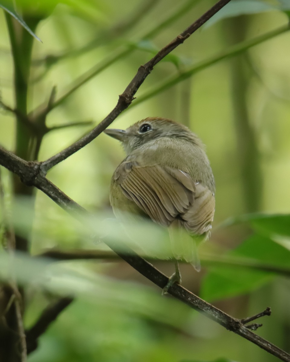 Plain Antvireo - ML545920021