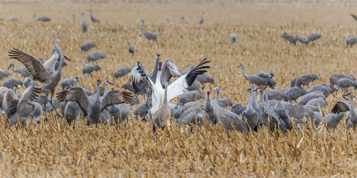 Whooping Crane - Rita Flohr