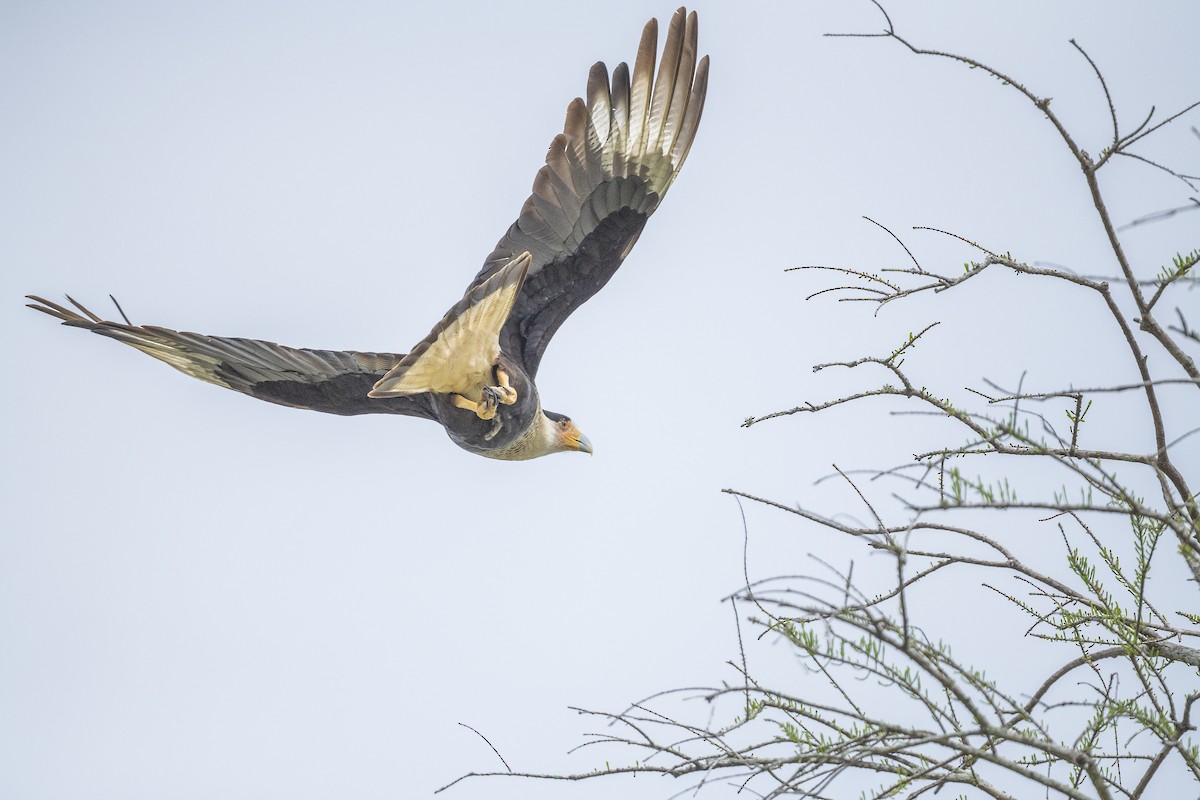 Crested Caracara - ML545921741