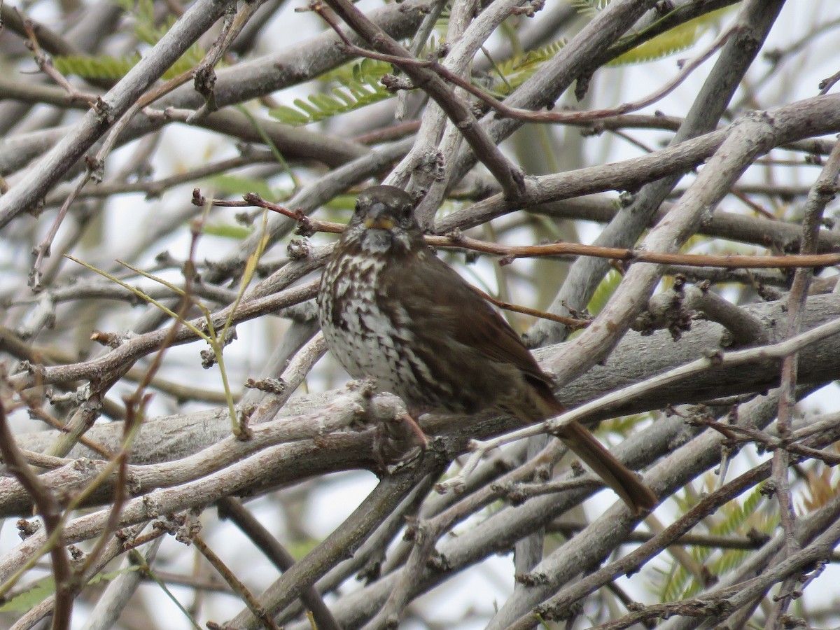 Fox Sparrow - ML545921841