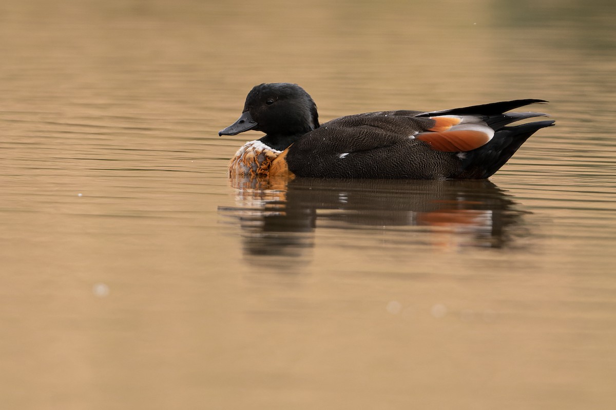 Australian Shelduck - John  Van Doorn