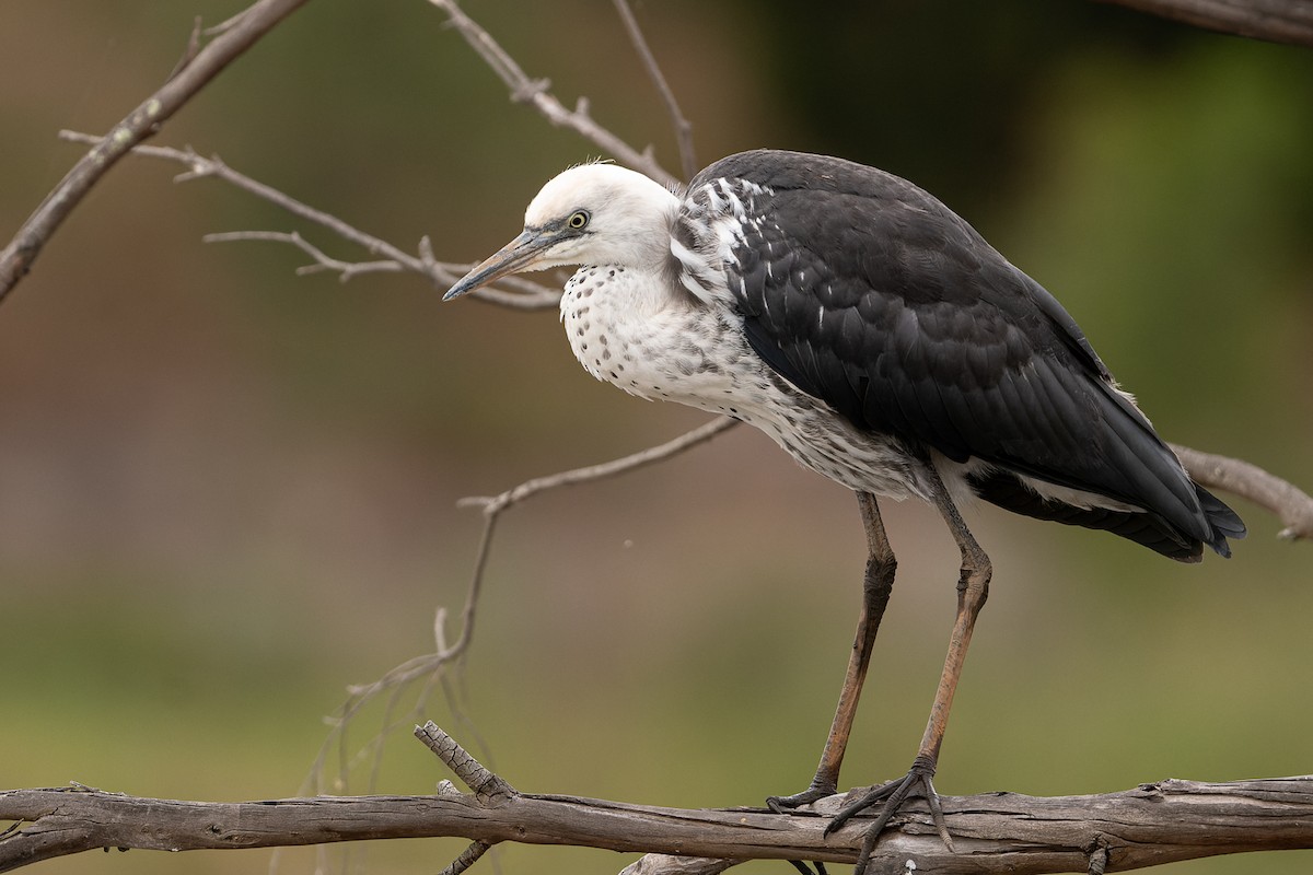 Pacific Heron - ML545922821