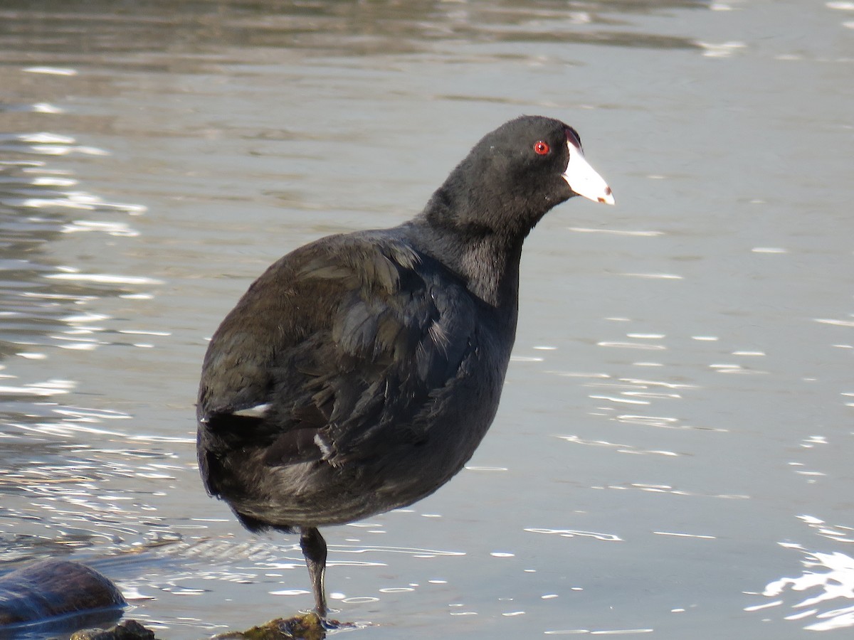 American Coot - ML545923521