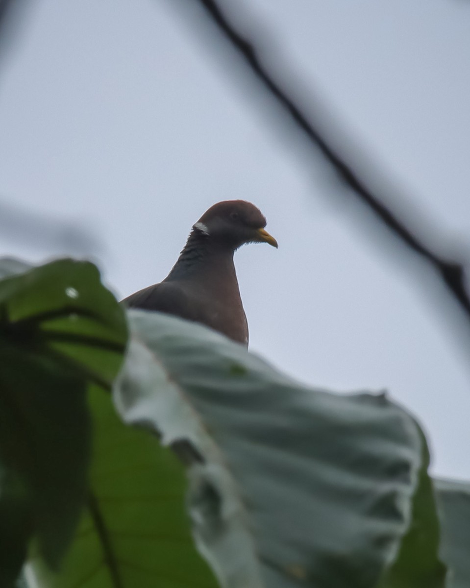 Band-tailed Pigeon - OMAR JAVIER LÓPEZ GÓMEZ