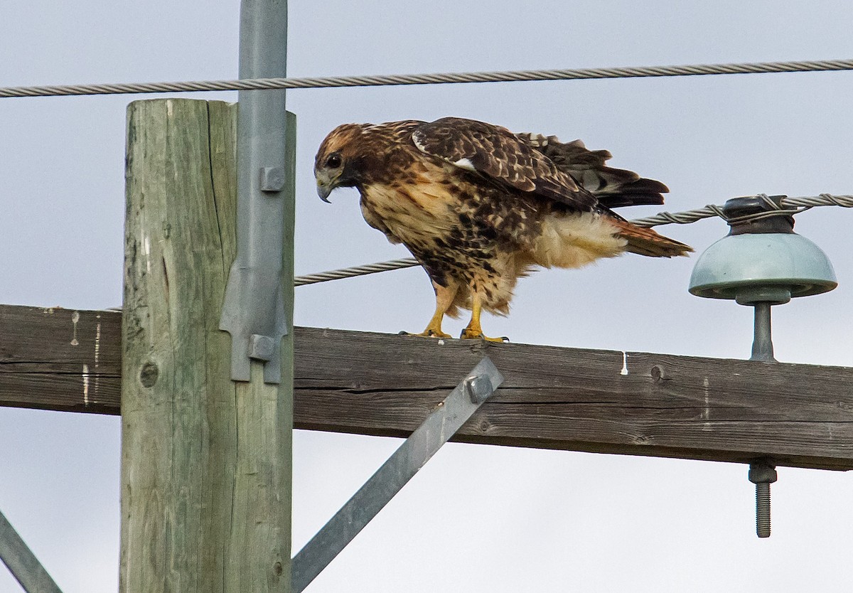 Red-tailed Hawk (abieticola) - ML545924511
