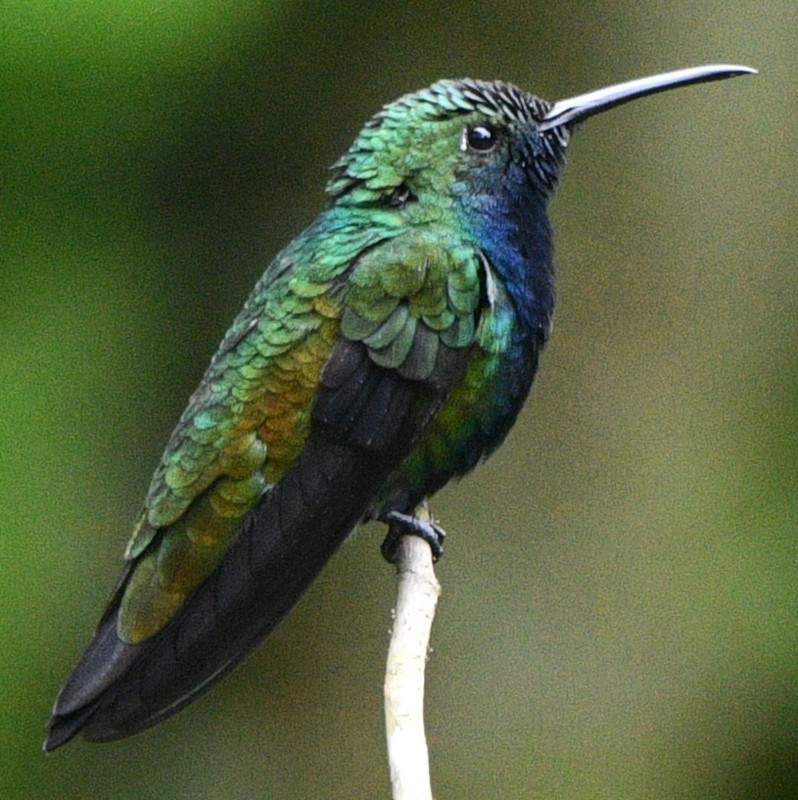kolibřík tropický - ML545925931