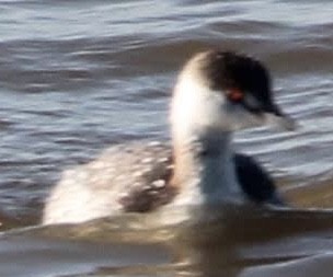 Horned Grebe - ML545926561