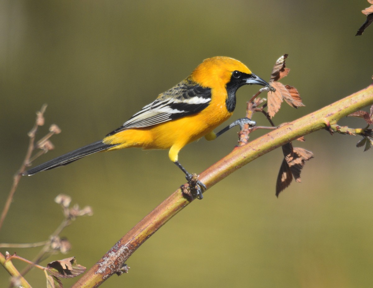 Hooded Oriole - Liz Ramsey