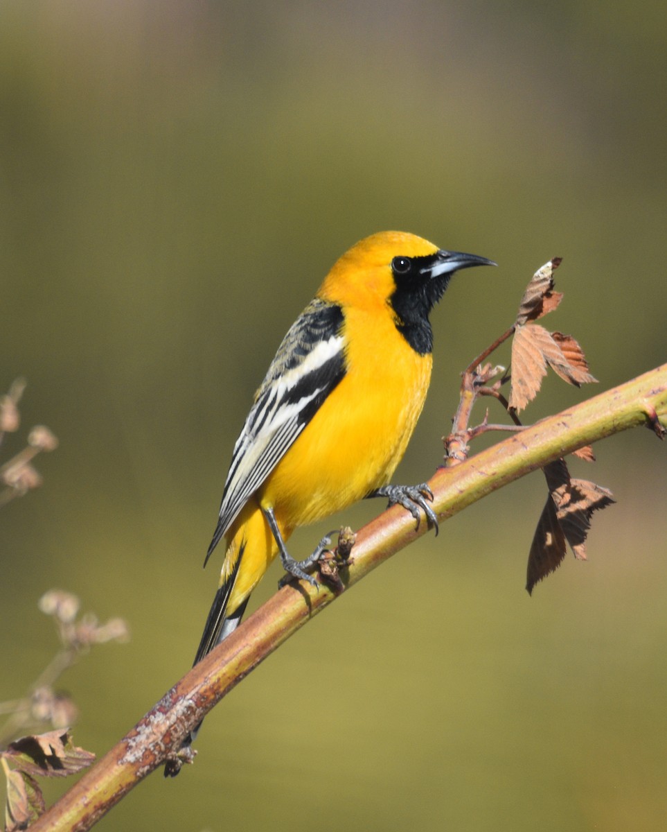Hooded Oriole - ML545927761