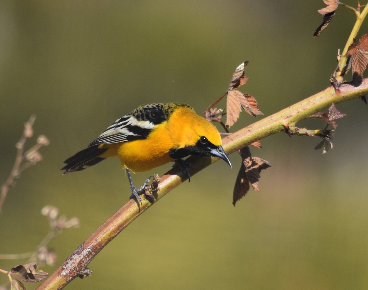 Hooded Oriole - Liz Ramsey