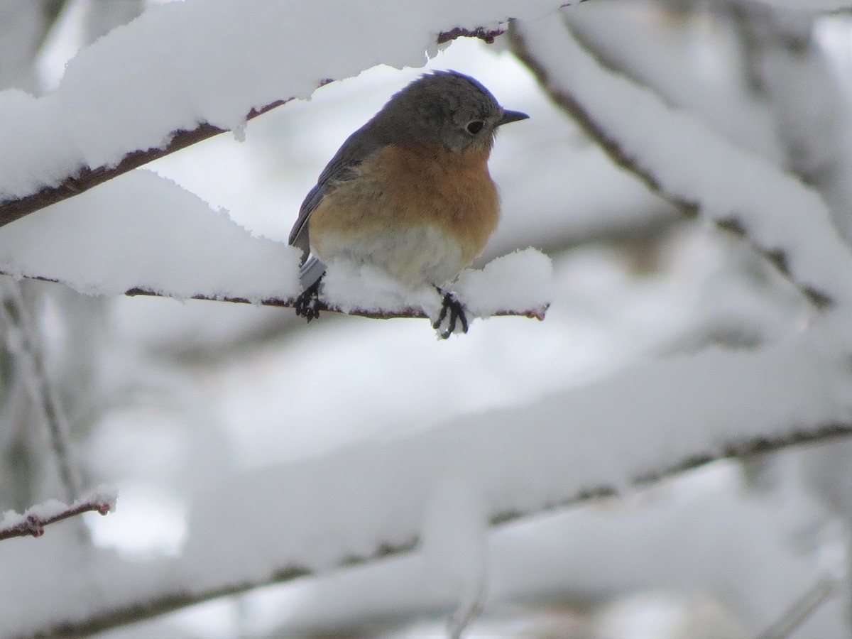 Eastern Bluebird - ML545927881