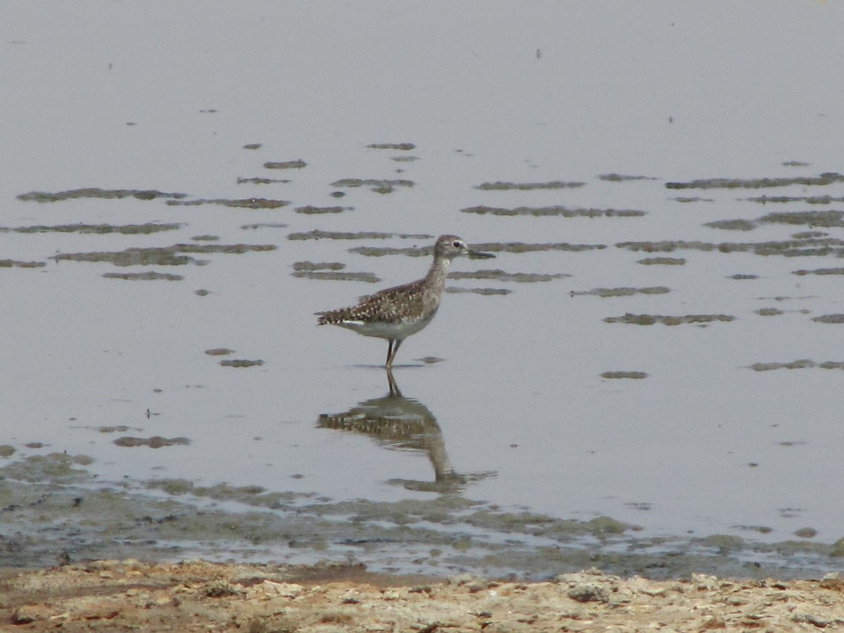 Wood Sandpiper - Tom Broughton