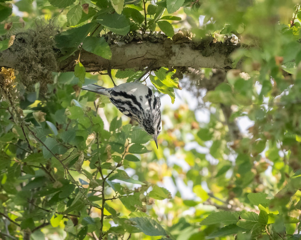 Black-and-white Warbler - ML545929791
