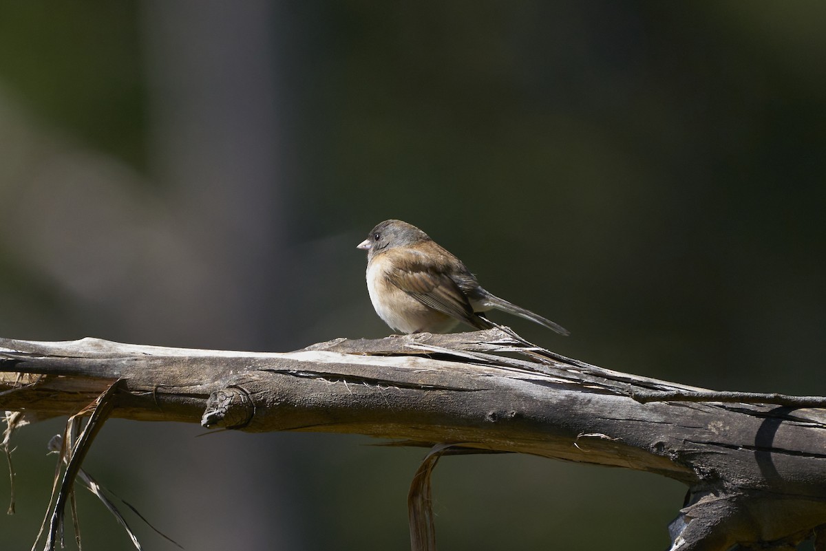 Dark-eyed Junco - ML545931131