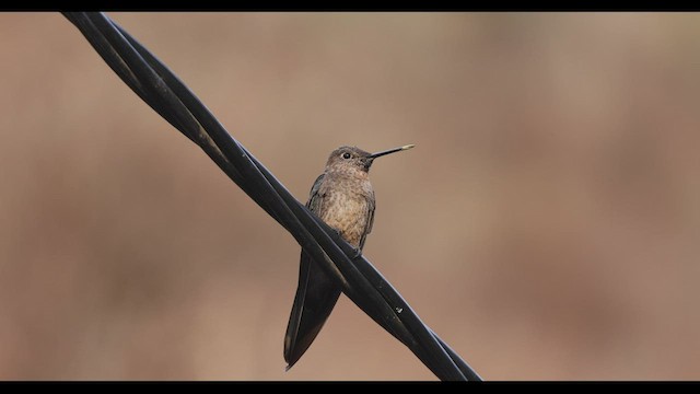 Colibrí Gigante - ML545931171