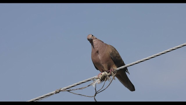 Eared Dove - ML545931201