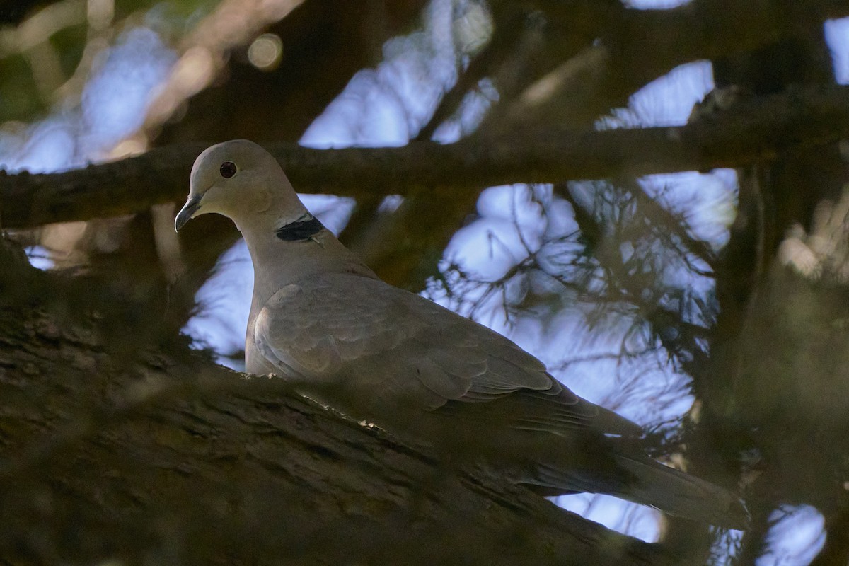 Eurasian Collared-Dove - Simon Bukin