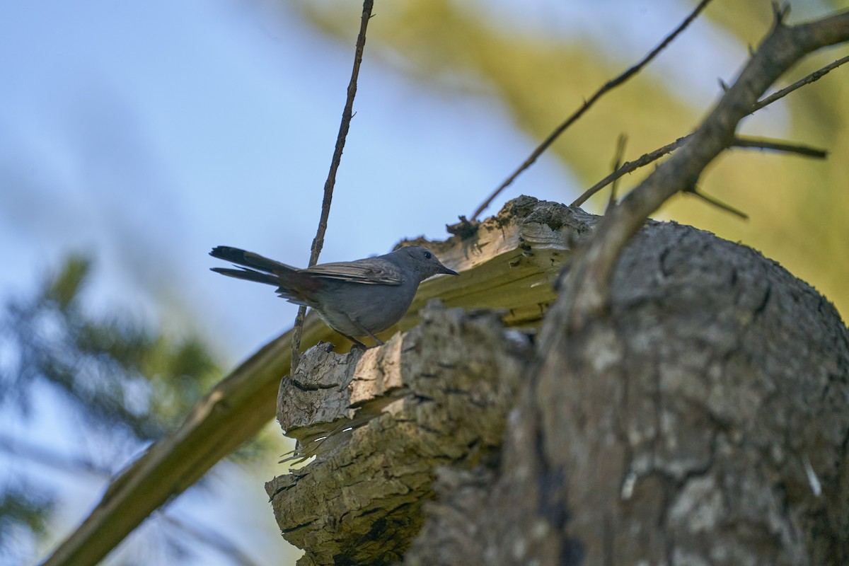 Gray Catbird - Simon Bukin