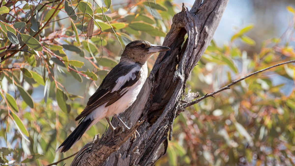 Pied Butcherbird - ML545931791