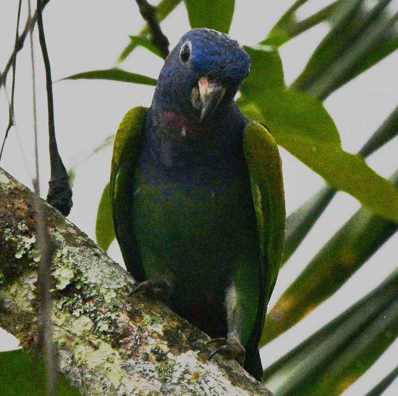 Loro Cabeciazul - ML545931891