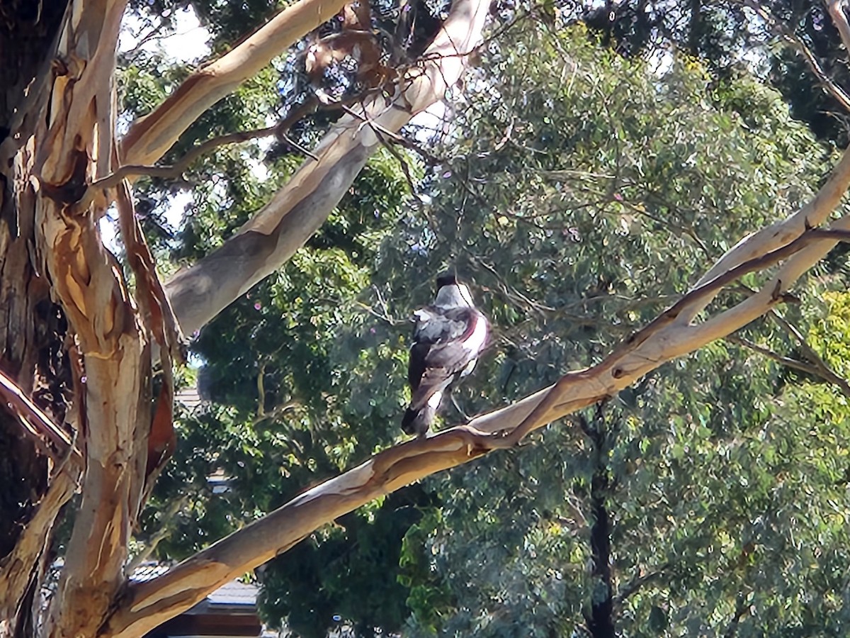 Australian Magpie (Black-backed x White-backed) - ML545931901