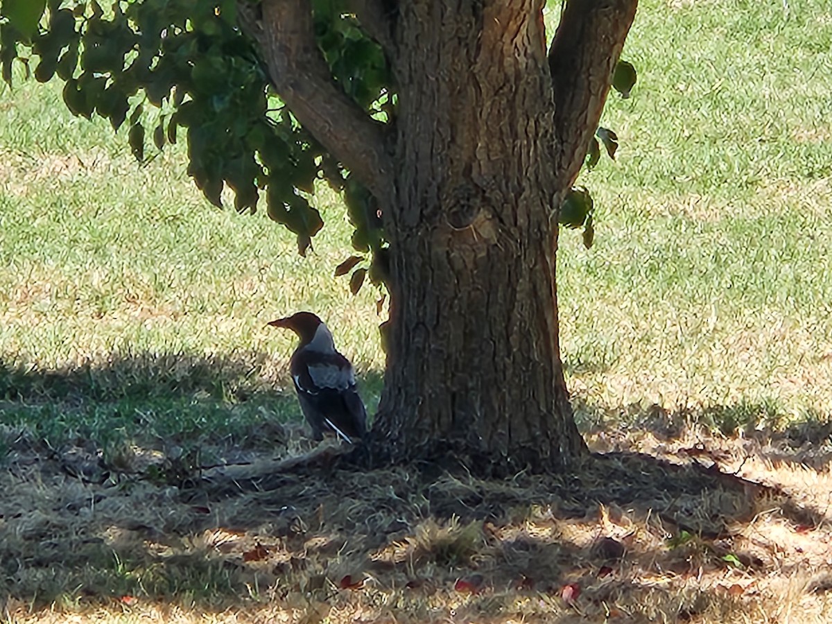 Australian Magpie (Black-backed x White-backed) - ML545931911