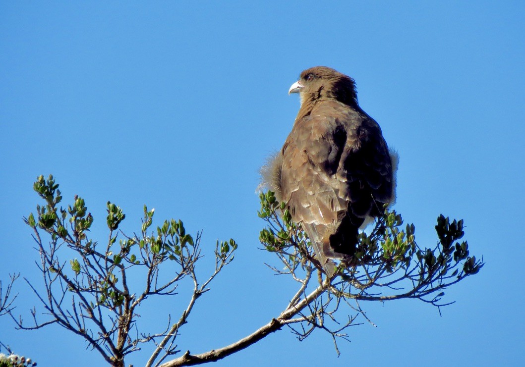 Chimango Caracara - ML545932241