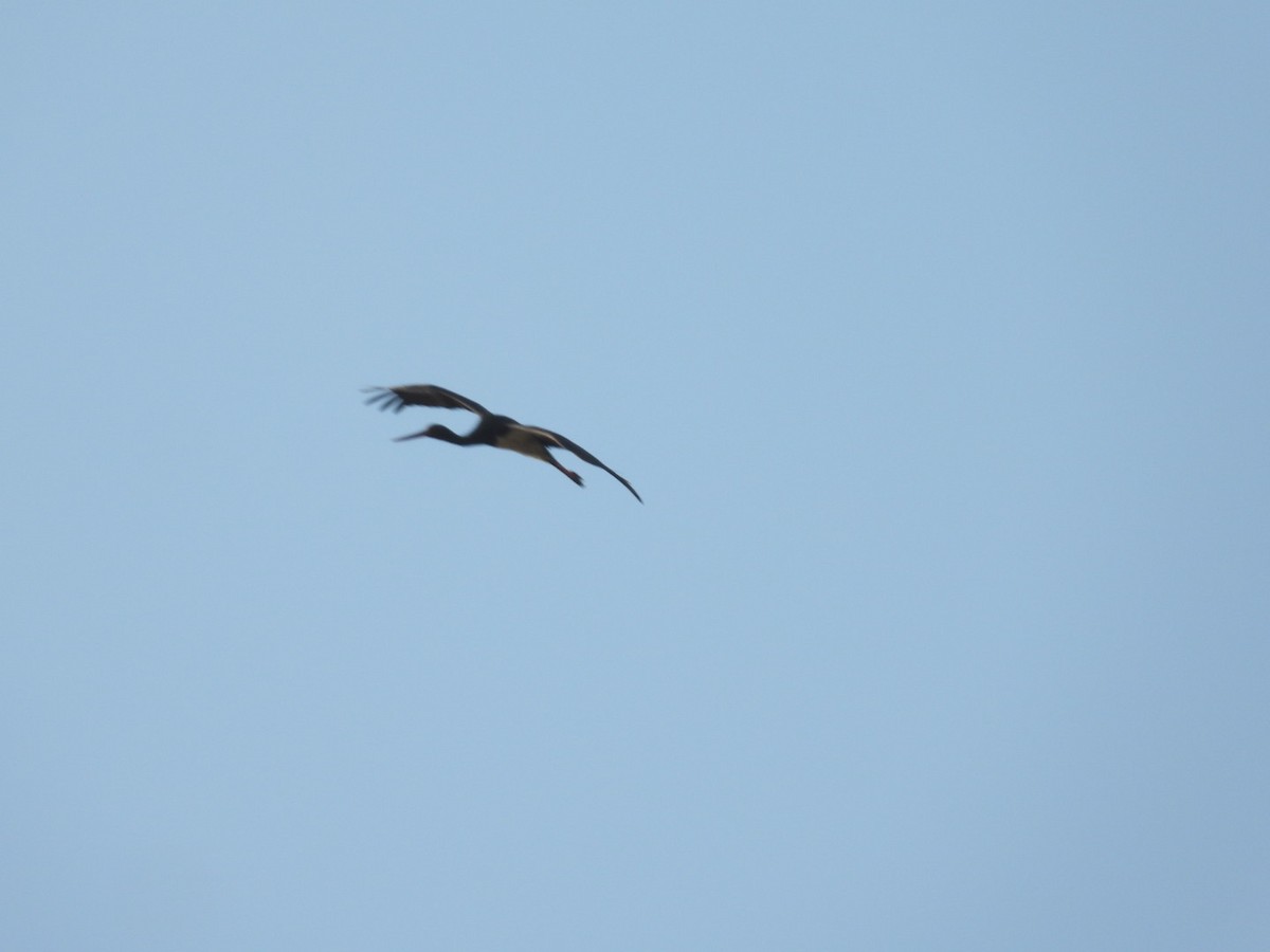 Black Stork - ML545932281