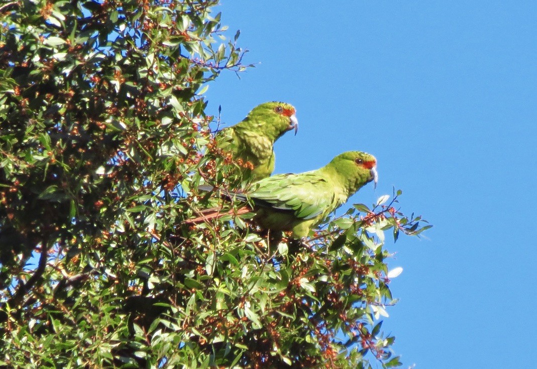 Slender-billed Parakeet - ML545932331