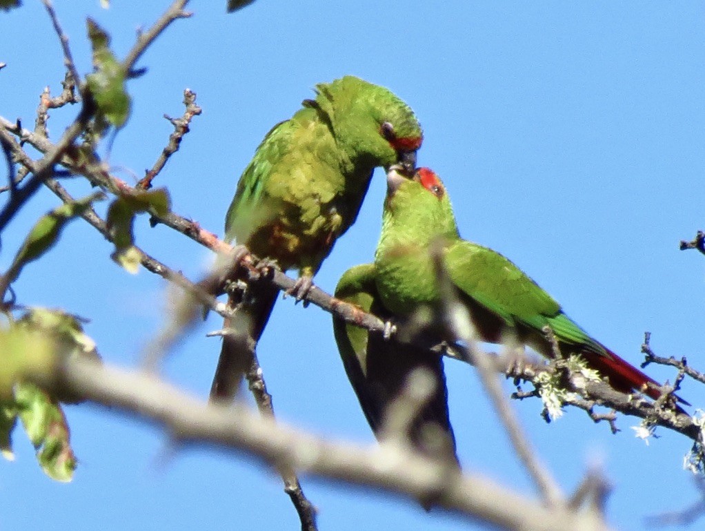 Slender-billed Parakeet - ML545932381