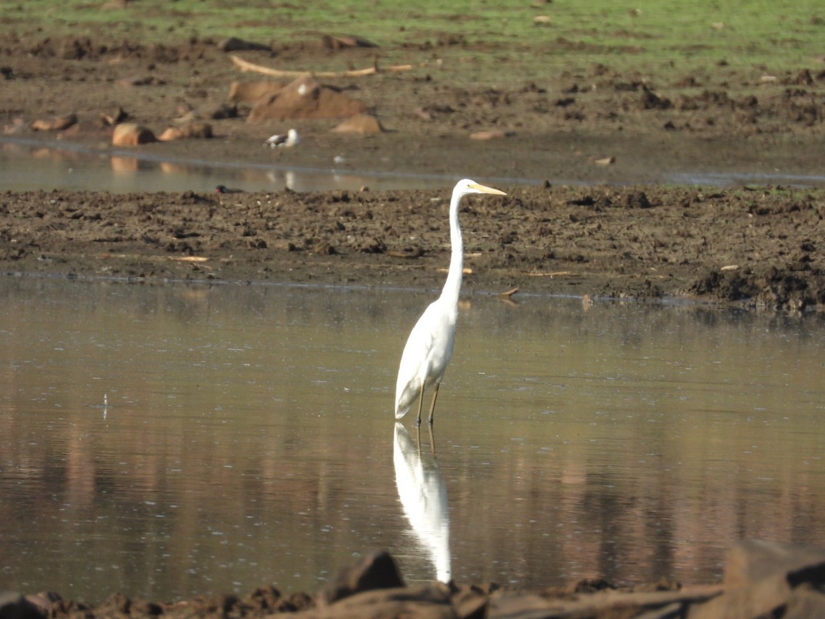 Great Egret - ML545932391