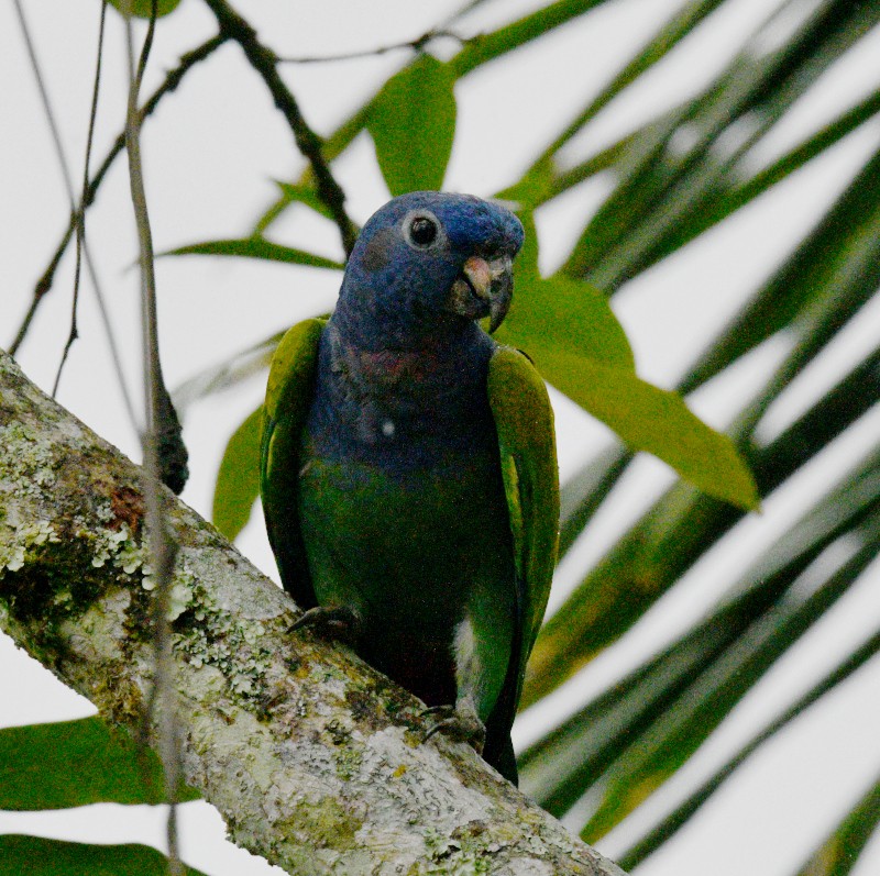 Pione à tête bleue - ML545932401