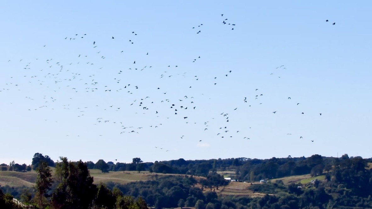 Slender-billed Parakeet - ML545932471