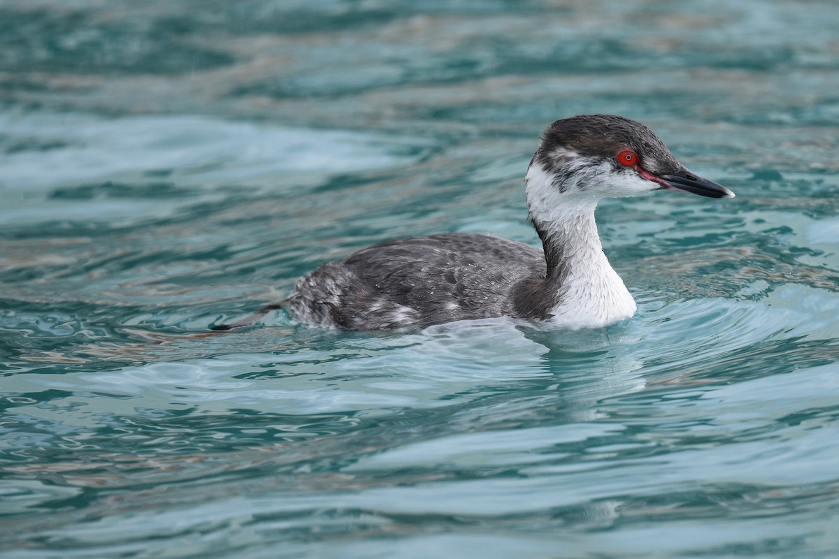 Horned Grebe - Miguel  Mejias