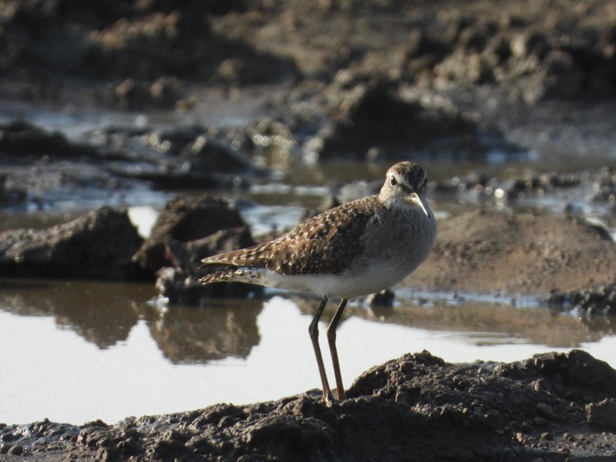 Wood Sandpiper - ML545932581