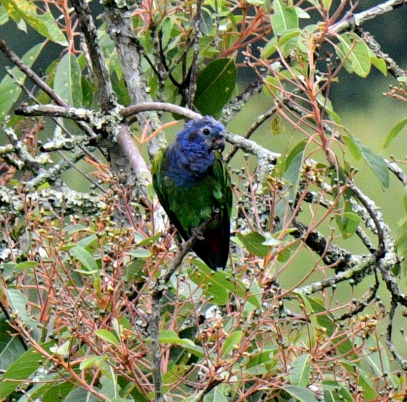 Blue-headed Parrot - ML545932621