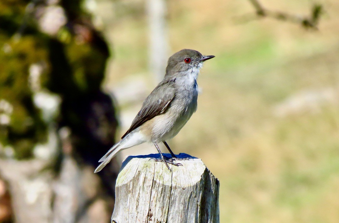 Diucón - ML545932651