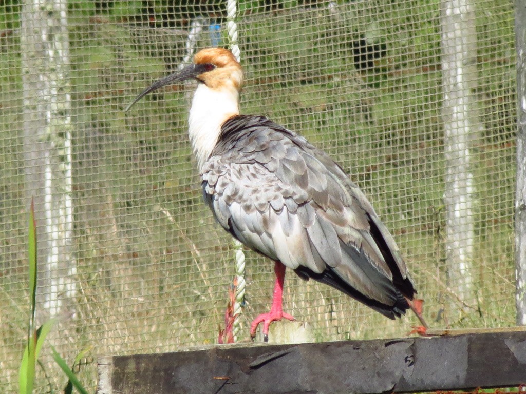 Bandurria Austral - ML545932881