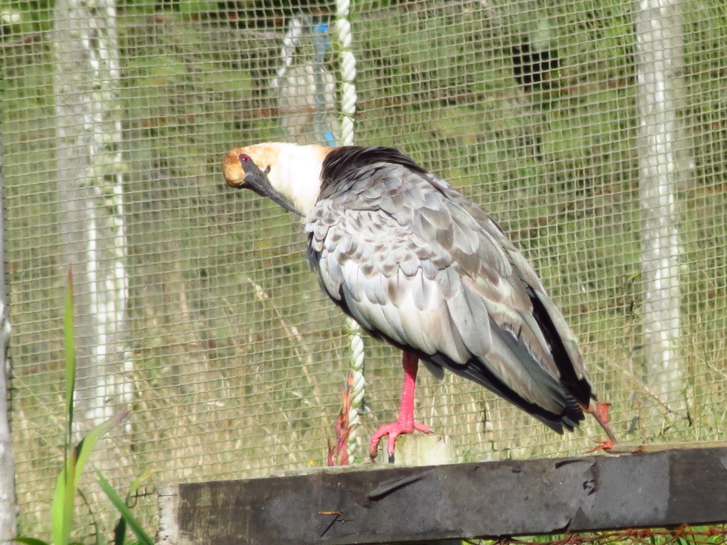 Schwarzzügelibis - ML545932961