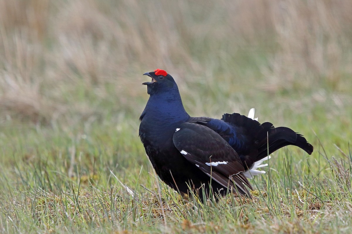 Black Grouse - ML54593301