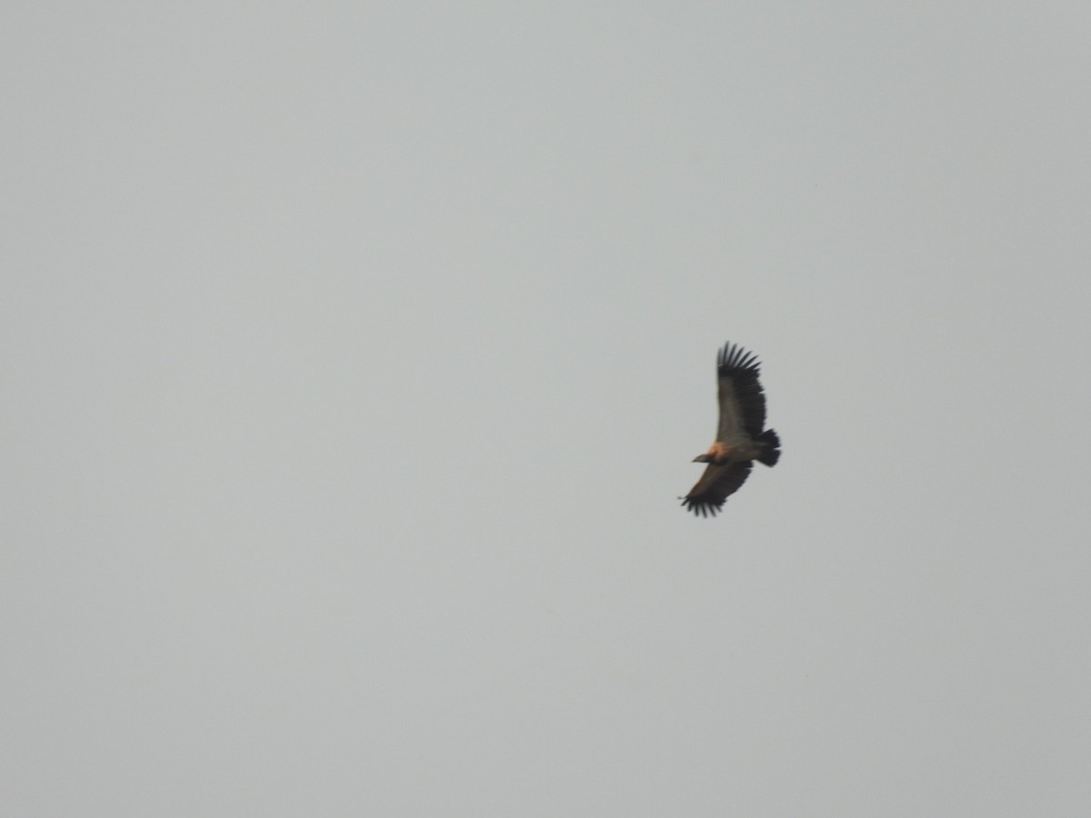 Indian Vulture - ML545933121