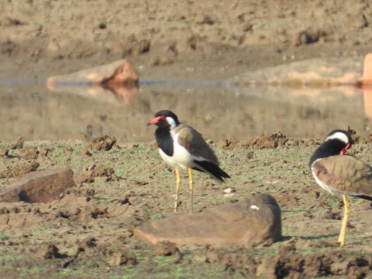 Red-wattled Lapwing - ML545933451