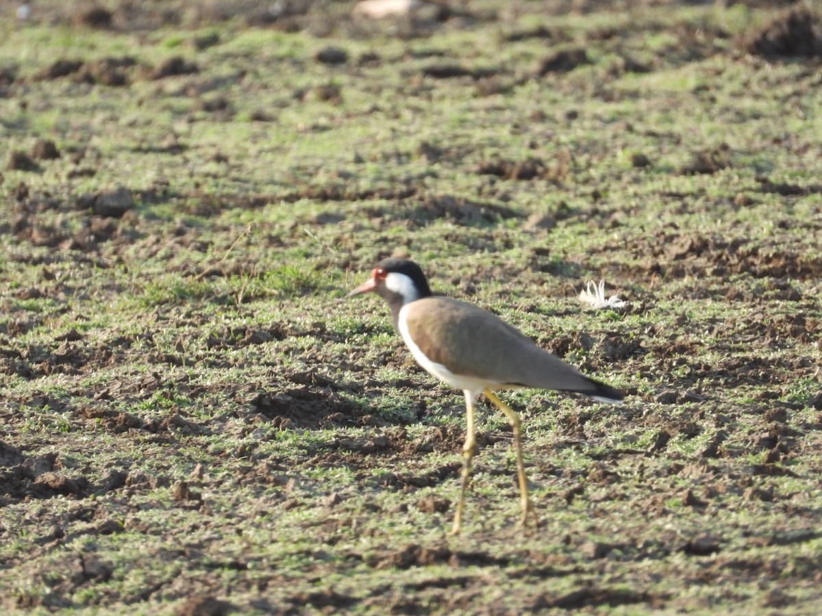 Red-wattled Lapwing - ML545933461