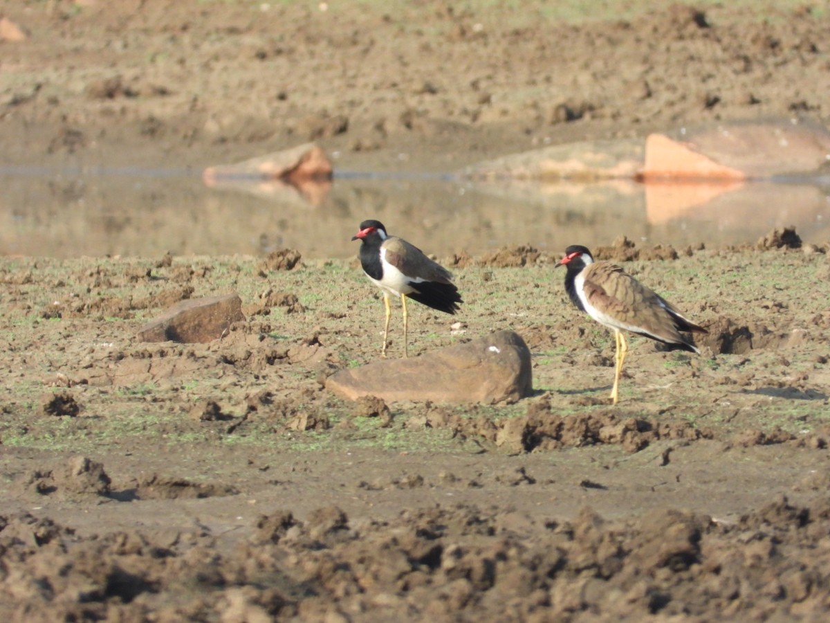 Red-wattled Lapwing - ML545933471